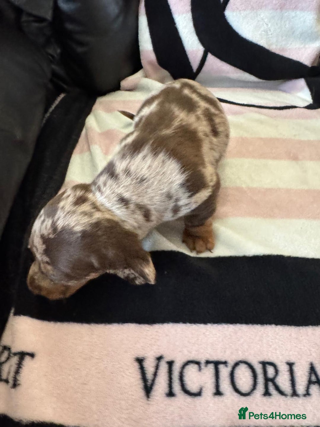 Miniature Dachshund dogs for sale: Miniature dachshund puppies - Advert 5
