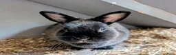Polish rabbits for sale: 2 female polish dwarf bunnies need rehoming  - Advert 5