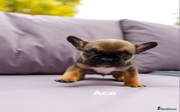 French Bulldog dogs for sale: Quality litter French Bulldogs - Image 9