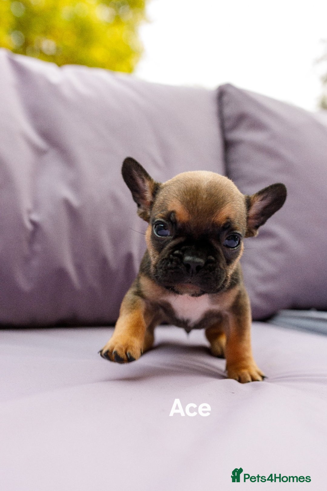 French Bulldog dogs for sale: Quality litter French Bulldogs - Image 9