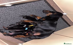 Miniature Dachshund dogs for sale: 2 female miniature dachshunds - Image 6