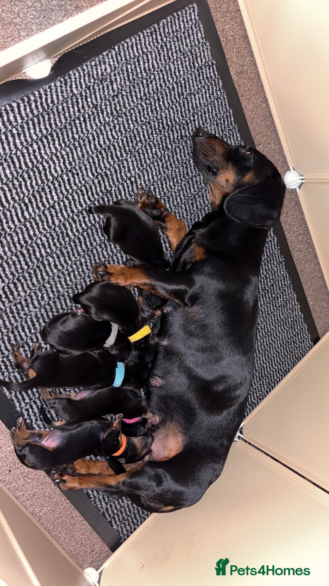 Miniature Dachshund dogs for sale: 2 female miniature dachshunds - Image 6