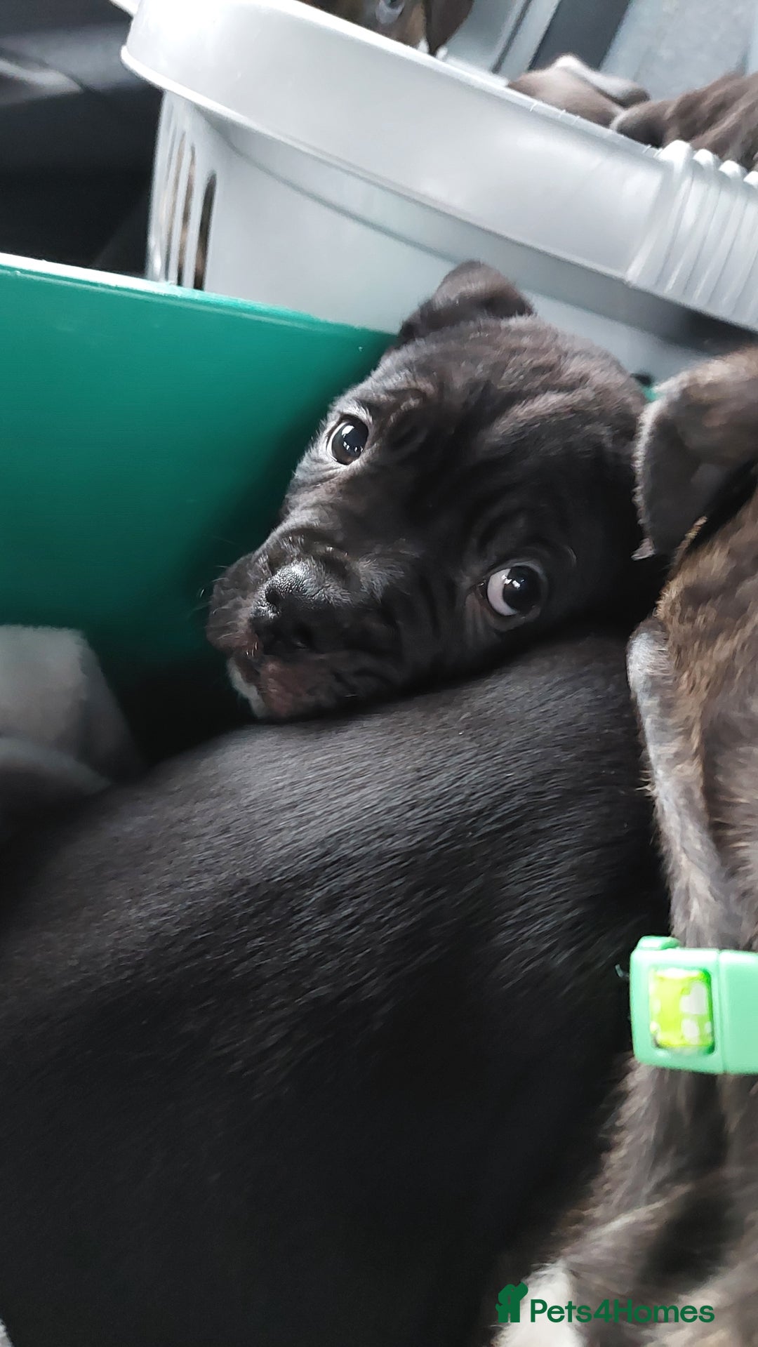 Mixed Breed dogs for sale: Cane Corso cross American bulldog puppy's  - Advert 27