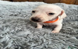 Miniature Dachshund dogs for sale: Quality Miniature Dachshund - Smooth Creams - Image 16