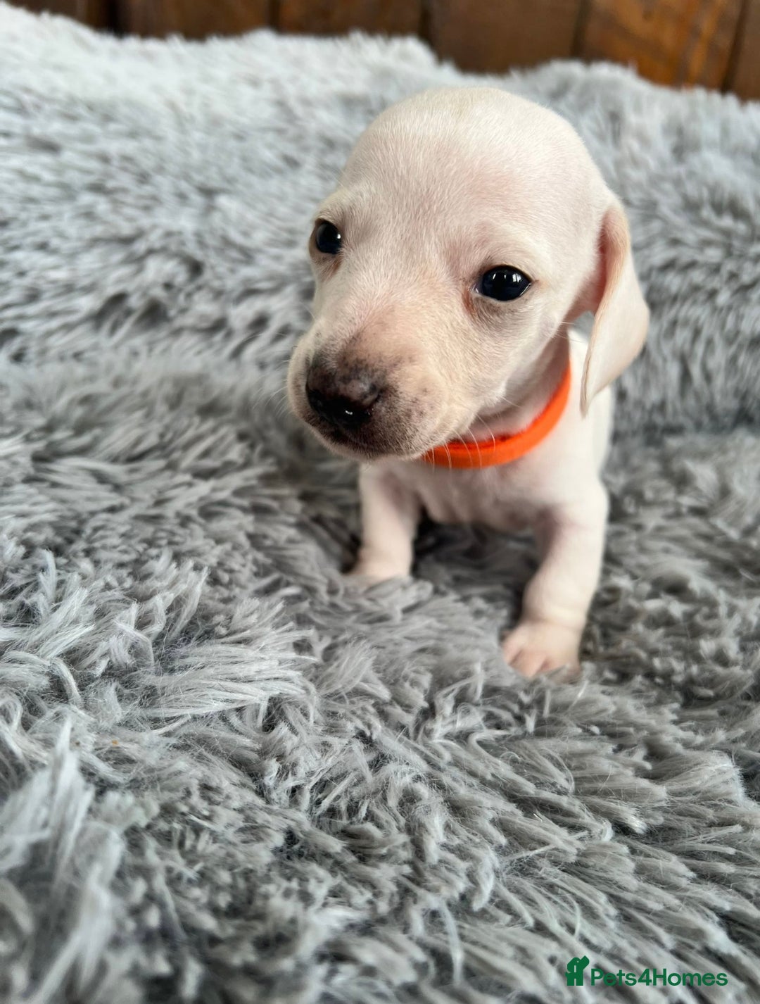Miniature Dachshund dogs for sale: Quality Miniature Dachshund - Smooth Creams - Image 16