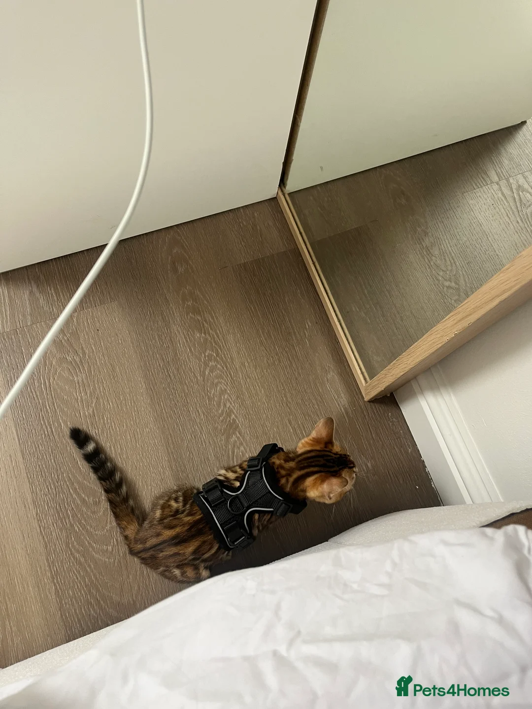 Bengal cats for sale: Female - Advert 3