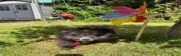 Pomeranian dogs for sale: Pomeranian puppy for sale  - Advert 5
