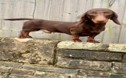 Miniature Dachshund dogs for sale: Miniature Dachshund Puppies - Image 14
