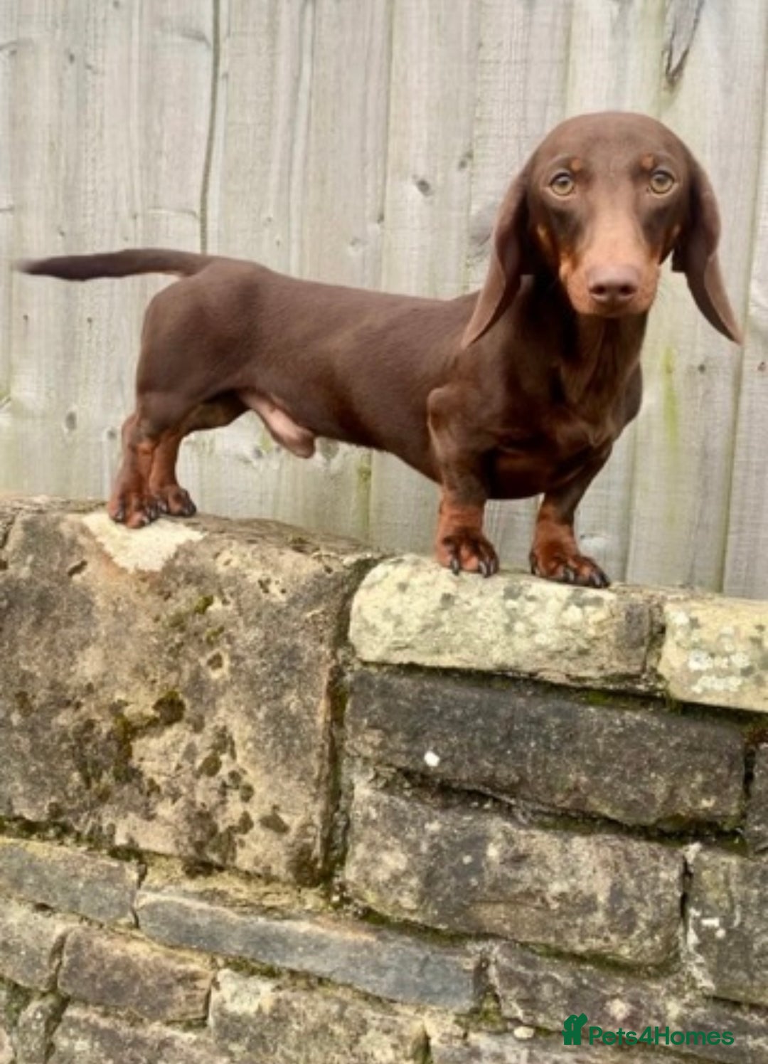 Miniature Dachshund dogs for sale: Miniature Dachshund Puppies - Image 14