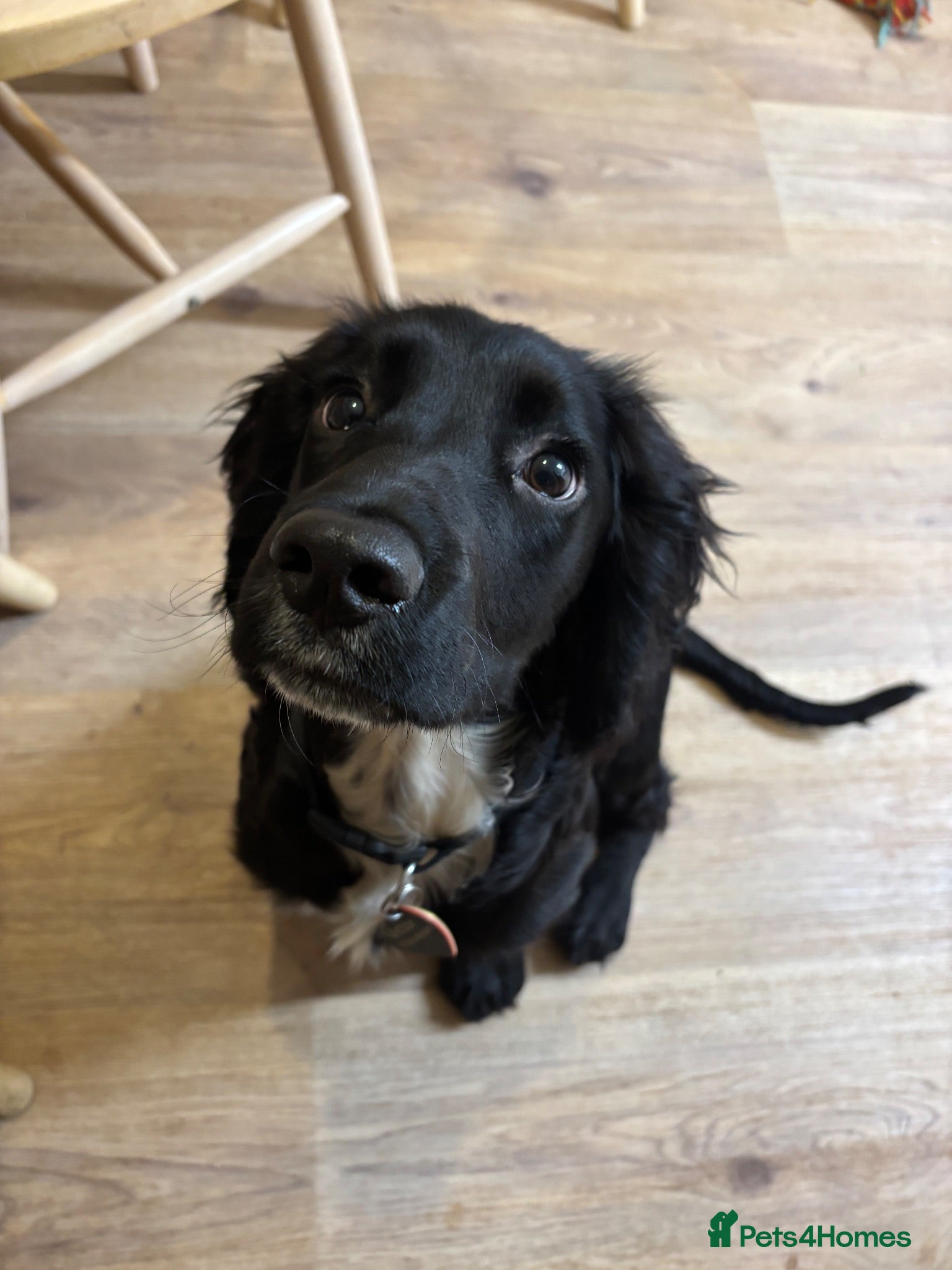Sprocker dogs F1 Sprocker male 1 year old black and white  - Advert 2