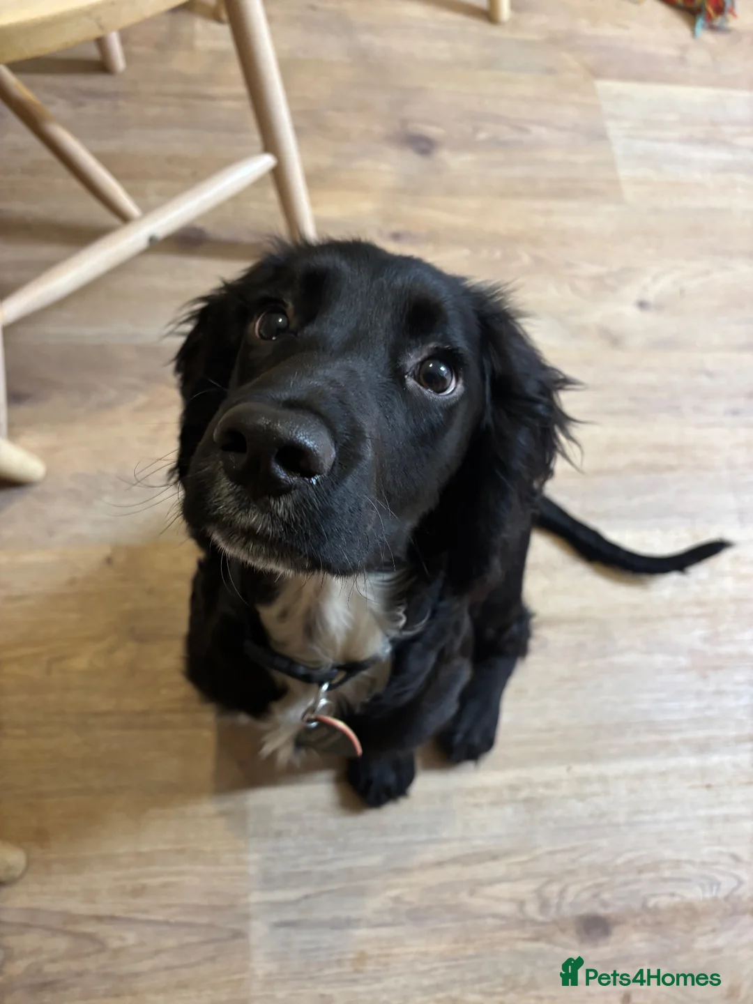 Sprocker dogs for sale: F1 Sprocker male 1 year old black and white  in Monmouth - Advert 1