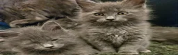 Maine Coon cats for sale: GCCF Blue Maine Coon litter  - Advert 14