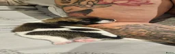 Jack Russell dogs for sale: Beautiful JRT pups - Advert 9