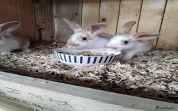 Mini Lop rabbits for sale: Baby lops  - Image 10