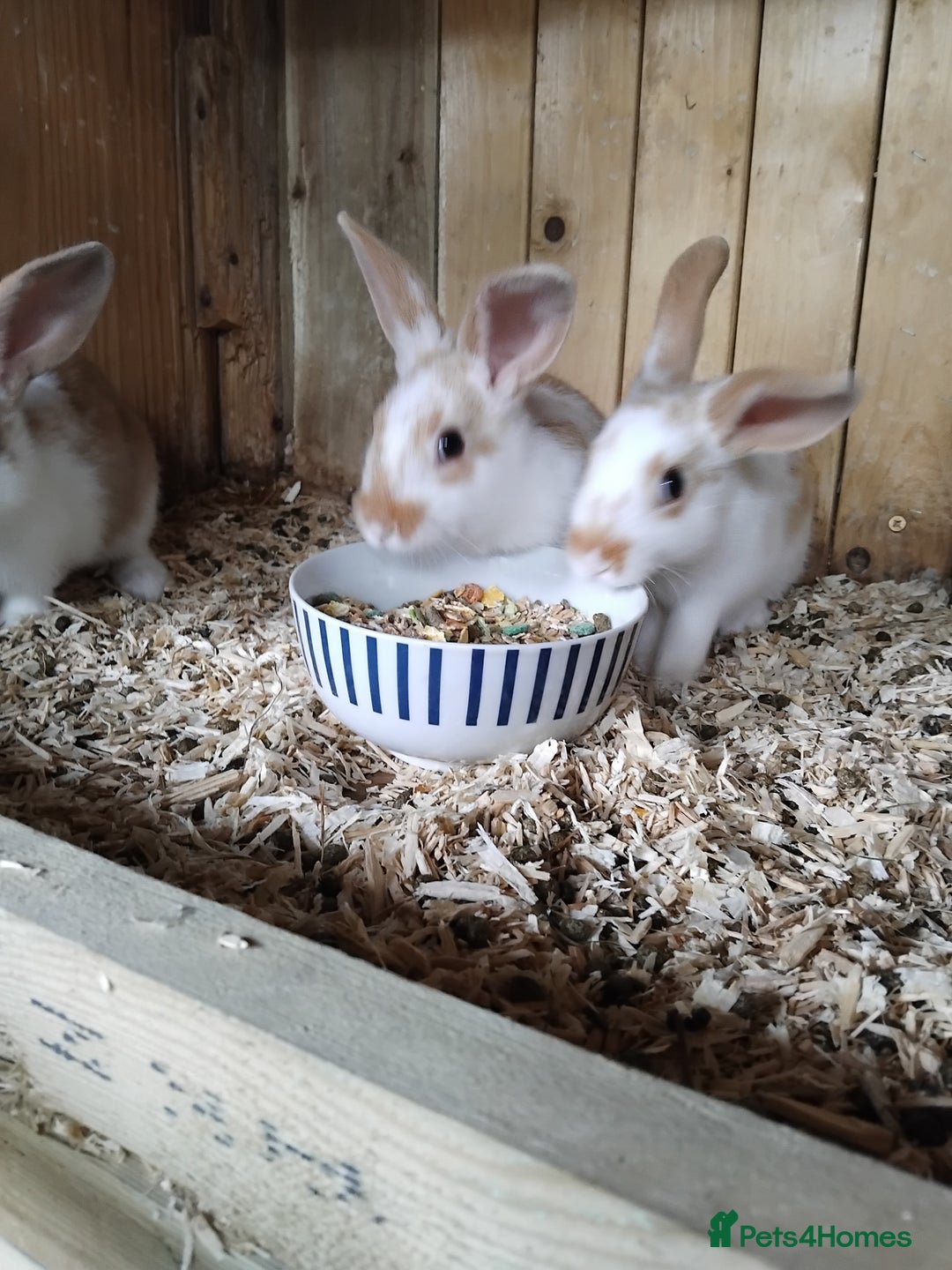 Mini Lop rabbits for sale: Baby lops  - Image 10