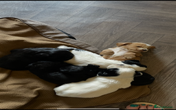 Cocker Spaniel dogs for sale: KC Registered Cocker Spaniels  - Image 10