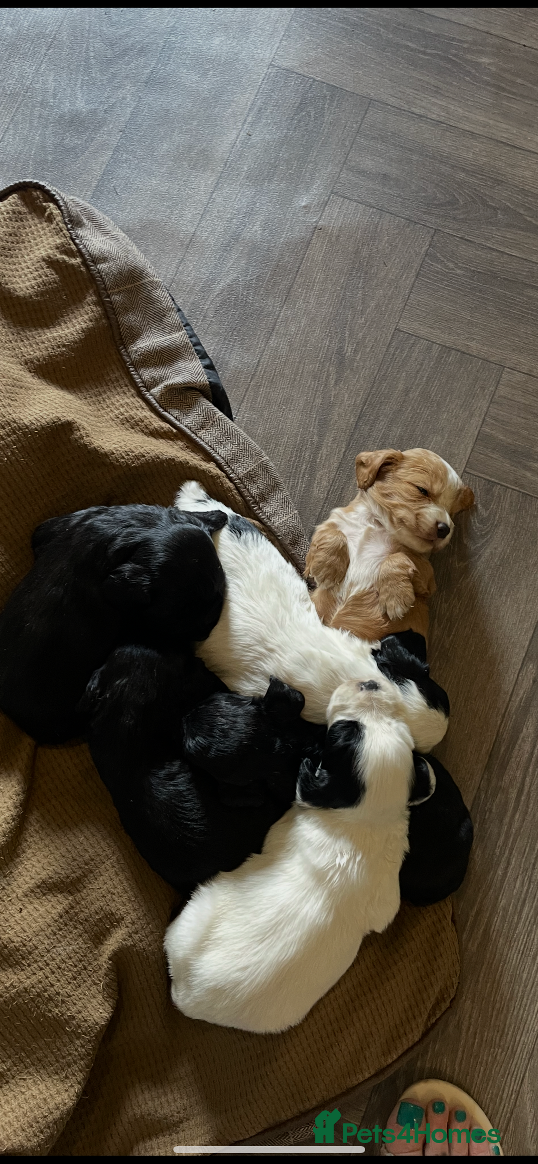Cocker Spaniel dogs for sale: KC Registered Cocker Spaniels  - Image 10