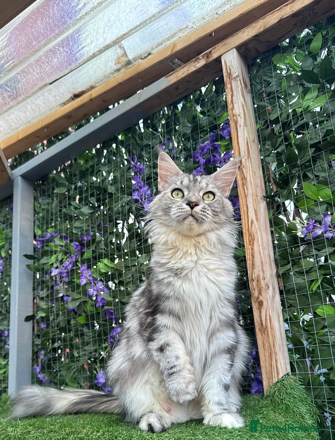 Maine Coon cats for sale: Russian bloodline Maine Coon Kittens 20+Gen! 🏆 - Image 40