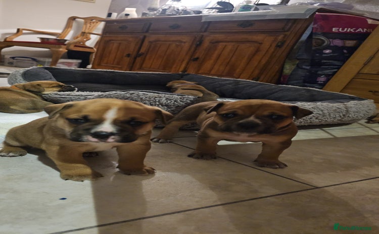 Mixed Breed dogs - Advert 4