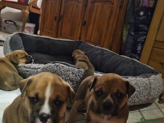 Mixed Breed dogs - Advert 1