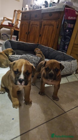 Mixed Breed dogs - Advert 4