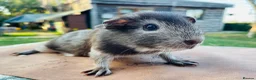 Guinea Pig rodents for sale: Guinea pigs for loving new homes - Advert 10