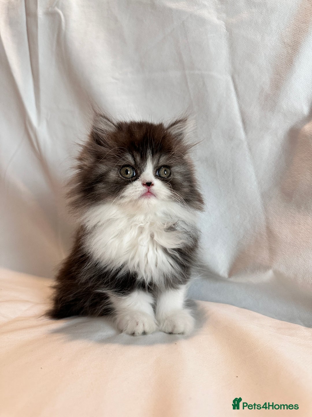 Persian cats for sale: 3 Cuddly Persian Babies❤️ - Image 8
