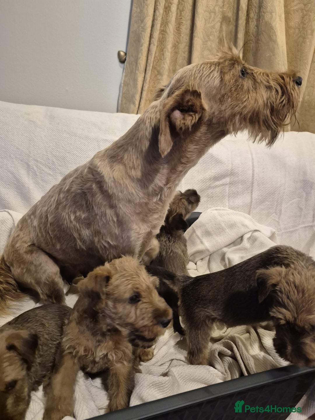 Irish Terrier dogs for sale: Home raised Irish terrier  - Image 2