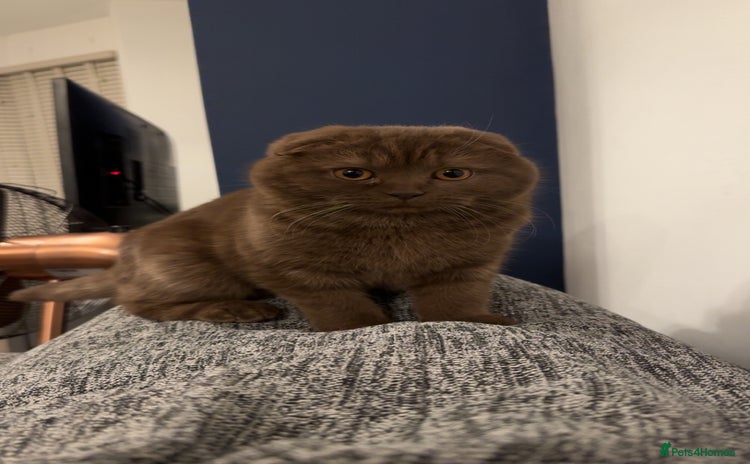 Scottish Fold cats - Advert 2
