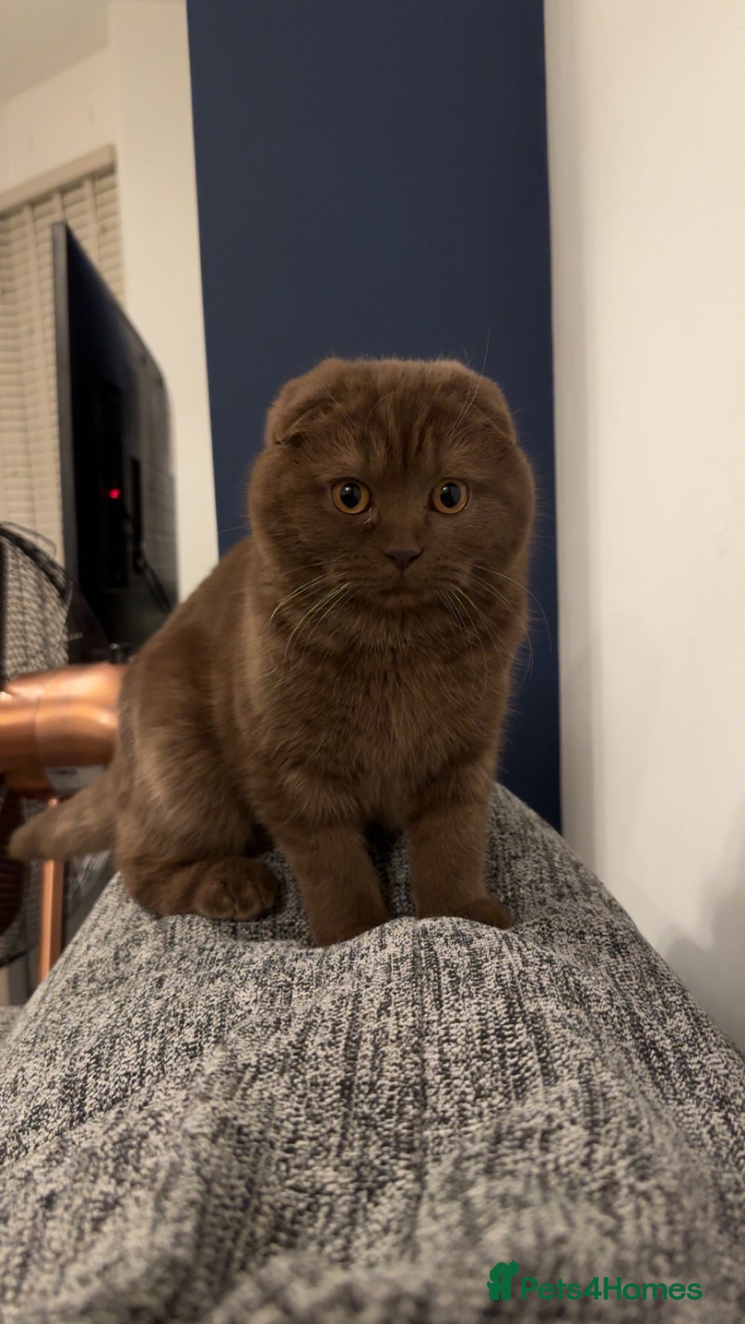 Scottish Fold cats for sale: Scottish fold male chocolate - Image 1