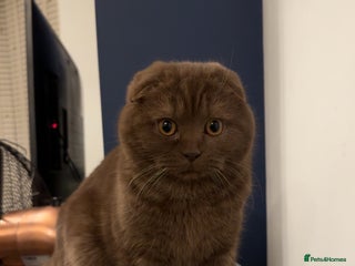 Scottish Fold cats - Advert 23