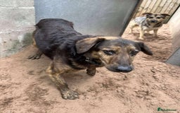 Mixed Breed dogs for adoption: Meet Jess, currently residing in Cheshire  in Nantwich - Image 5