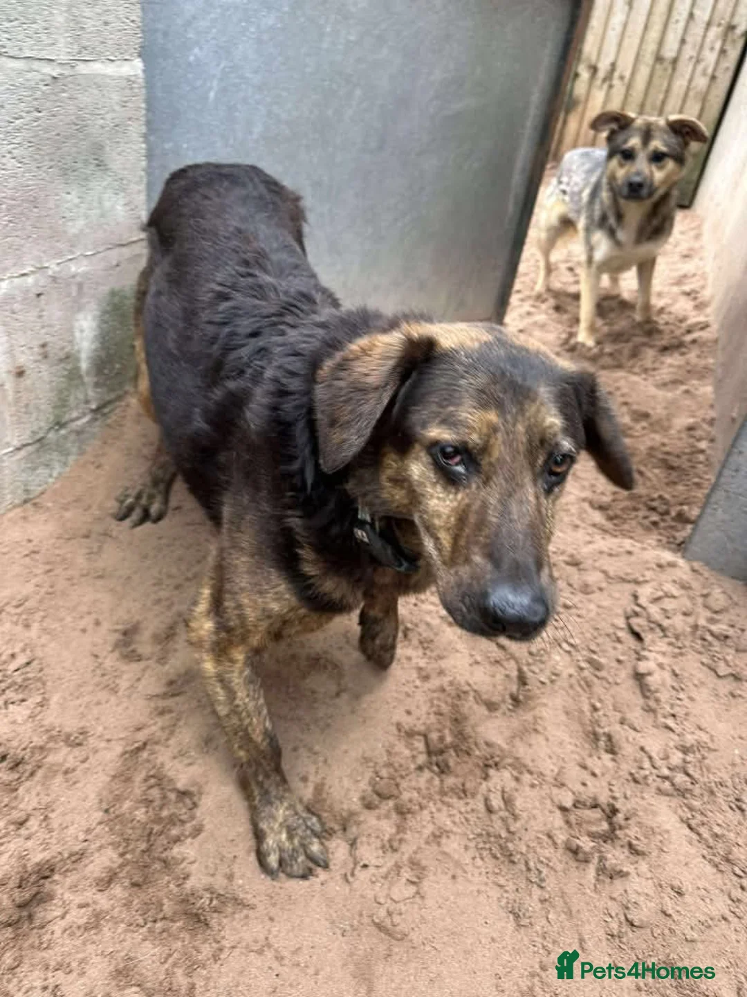 Mixed Breed dogs for adoption: Meet Jess, currently residing in Essex in Nantwich - Advert 6