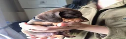 Miniature Dachshund dogs for sale: Mini Dachshund Puppies x 3  - Advert 9
