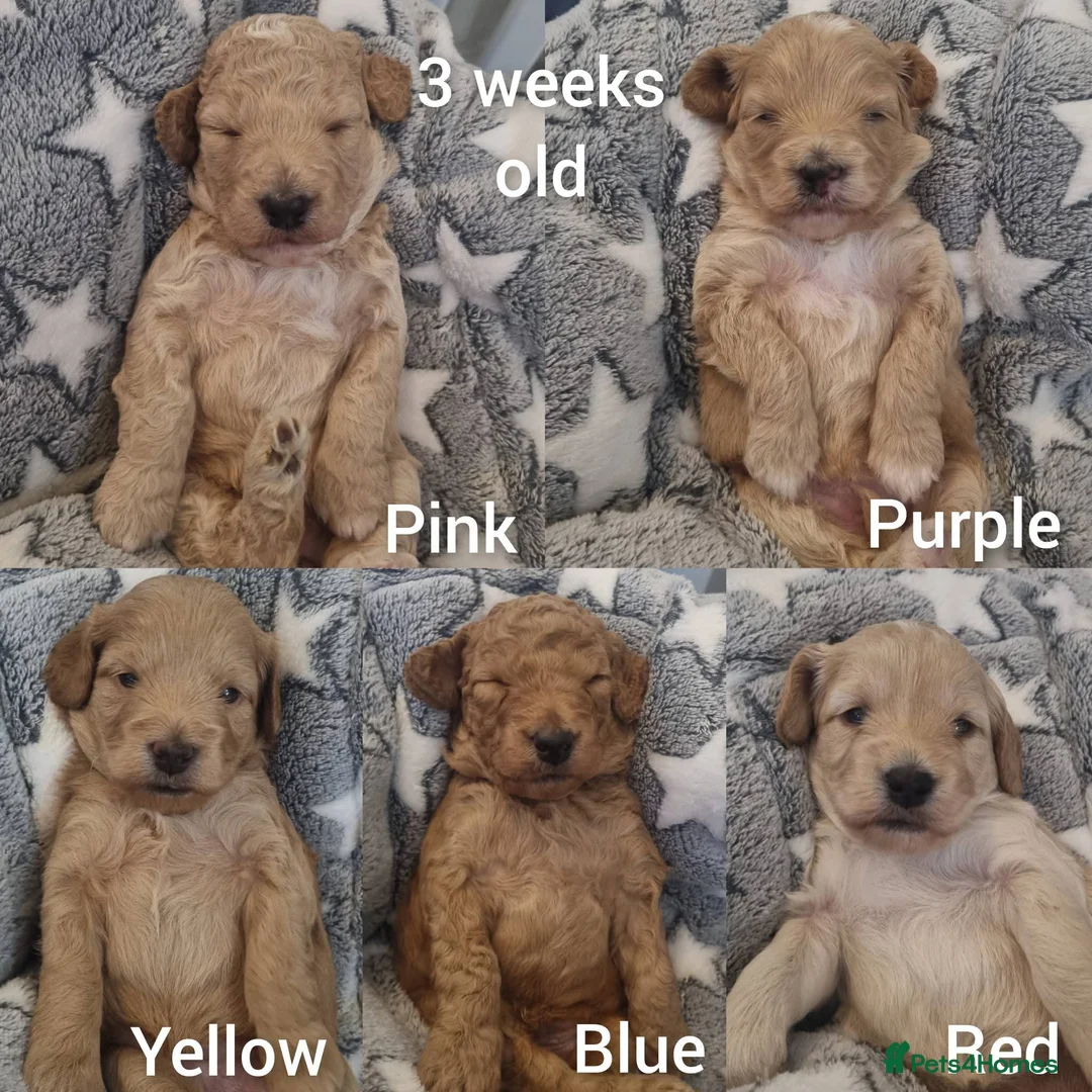 Cockapoo dogs for sale: Beautiful F1b Cockapoo Puppies For Sale 🐾 - Advert 13