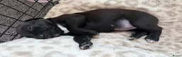 Mixed Breed dogs for sale: Whipadors in Newark - Advert 7