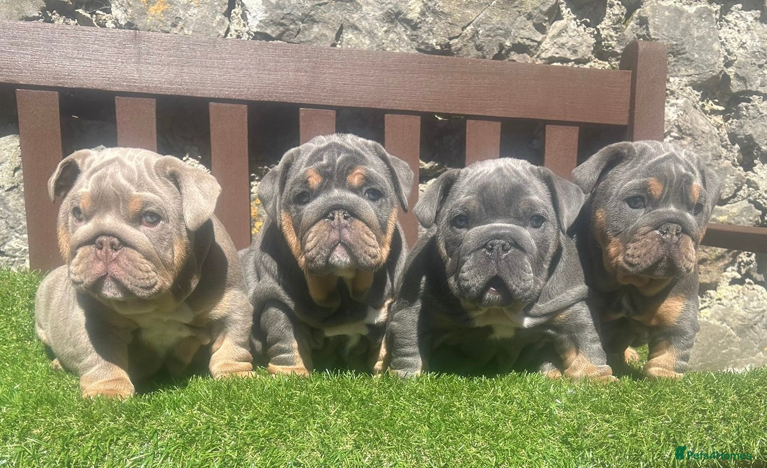 English Bulldog dogs KC registered English bulldog puppies - Advert 9