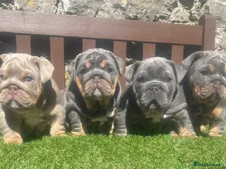 English Bulldog dogs KC registered English bulldog puppies - Advert 9