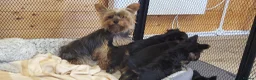Yorkshire Terrier dogs for sale: Yorkshire Terrier puppies  from Licensed Breeder  - Advert 10