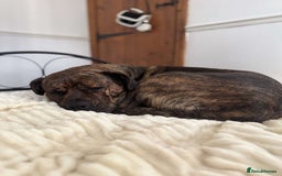 Mixed Breed dogs for sale: Dog for sale - Image 8