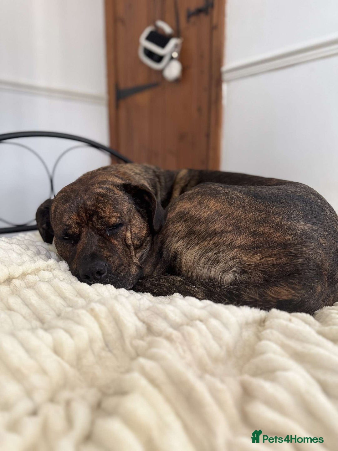 Mixed Breed dogs for sale: Dog for sale - Image 8