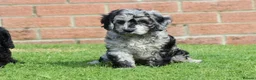 Cockapoo dogs for sale: F1 COCKAPOO PUPPIES FOR SALE - Advert 28