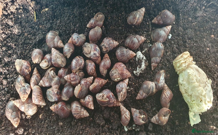 Snails invertebrates - Advert 1