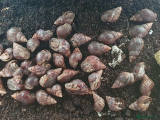 Snails invertebrates - Advert 3