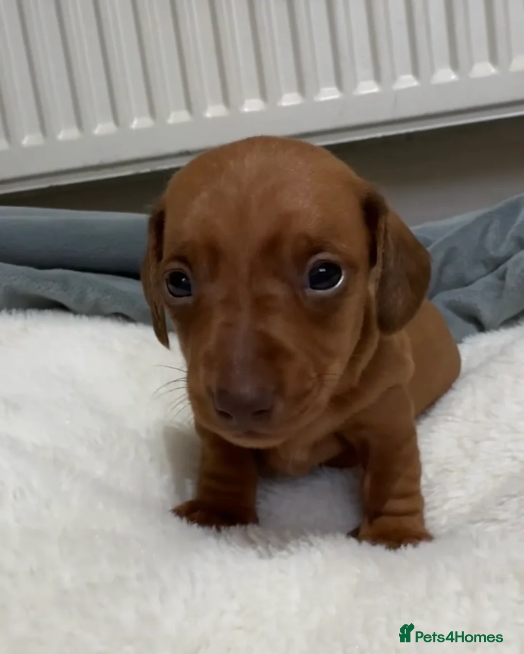 Miniature Dachshund dogs for sale: Kc reg/PRA clear mini red boy - Advert 1
