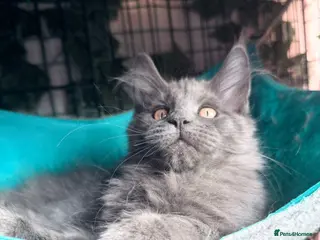 Maine Coon cats 🔥*💙*STUNNING SOLID BLUE MAINE COON KITTENS*💙*🔥 - Advert 15