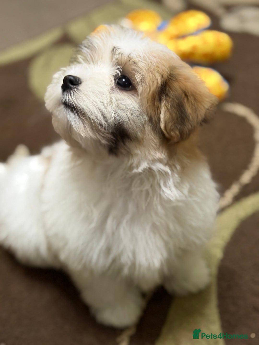 Havanese dogs for sale: ***Amazing Havanese Puppies *** - Advert 6