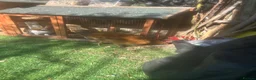 Mixed Breed poultry for sale: Chicken  - Advert 4