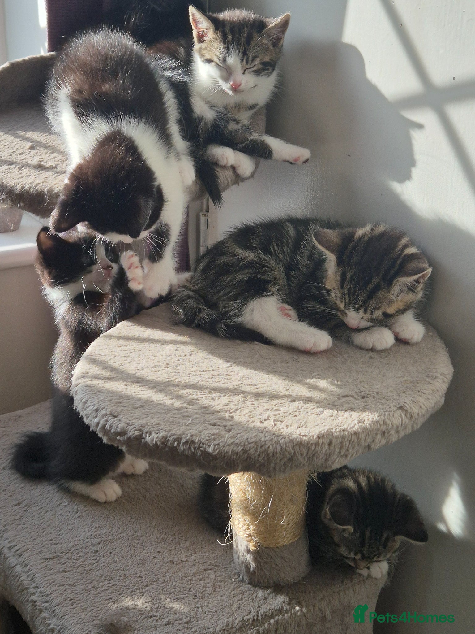 British Shorthair cats for sale: X2 mummys with kittens in London - Advert 11