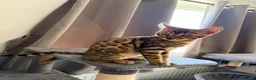 Bengal cats for sale: Stunning Bengal 3 Boys left - Advert 32
